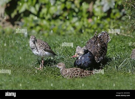 Ruff Philomachus Pugnax Male Displaying To Female Pyrenees In The