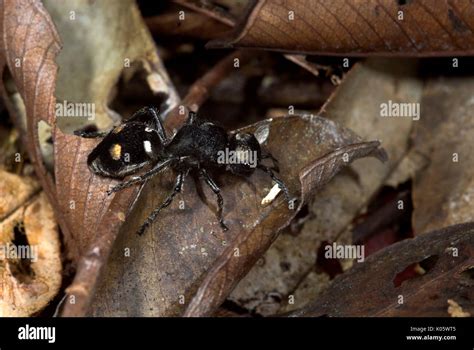 Velvet Ant, Wingless Wasp, Mutillidae sp. on leaves on rainforest floor, Iquitos, Peru, Amazon ...