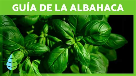 Guía COMPLETA de la ALBAHACA BENEFICIOS y Cómo CULTIVARLA YouTube