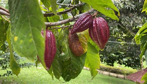 Cerca De Millones De Pl Ntulas De Cacao Ser N Sembradas En El Huila