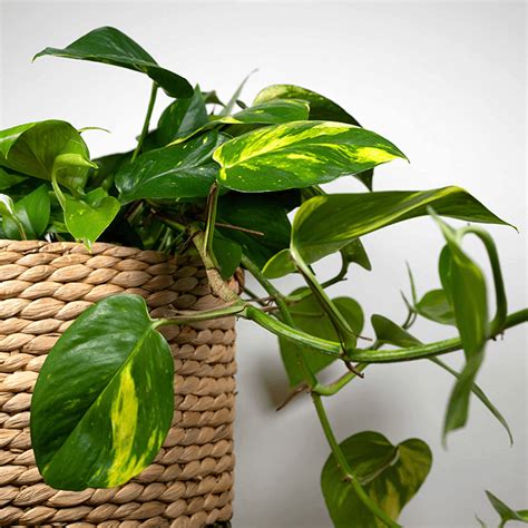 Epipremnum Aureum- Epipremnum - Kamerplant - Colors of Sentinel