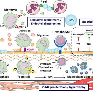 Effects Of Microvesicles Mvs On The Early Stages Of Atherosclerosis