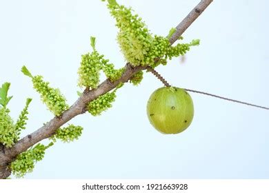 Amla Flower: Over 317 Royalty-Free Licensable Stock Photos | Shutterstock