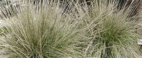 Deer Grass Deergrass Muhlenbergia Rigens