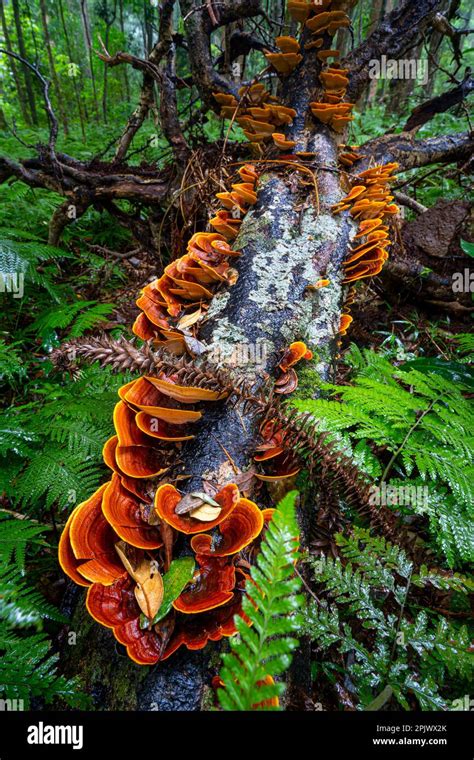 Bracket Fungi On A Fallen Tree Bunya Mountains National Park