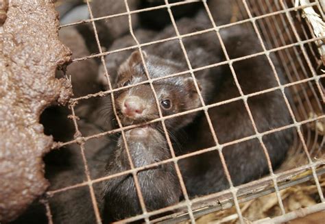 After Coronavirus Outbreak Dutch Parliament Votes To Shut Down Mink