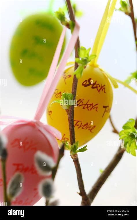 Cute Hand Drawn Hanging On Spring Branches Of Pussy Willow Easter Eggs