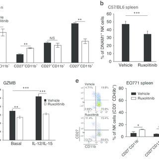 Inhibition Of The Jak Stat Pathway Blocks Proliferation And