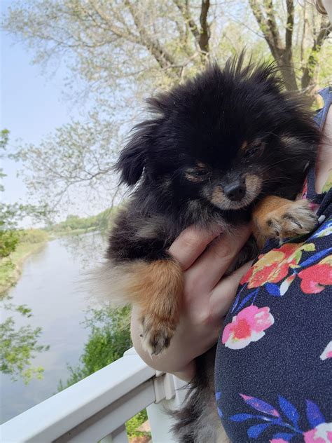 Last Update For Abby She Is A Fully Recovered Pup R Pomeranians