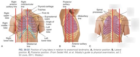 Position Of Lung Lobes In Relation To Anatomical Landmarks 33 Diagram Quizlet