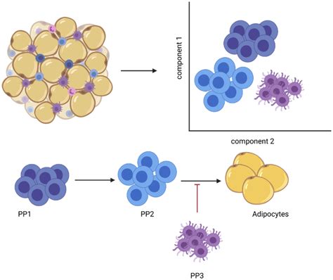 Schematic Overview Of The Heterogeneity Of The Adipose Tissue