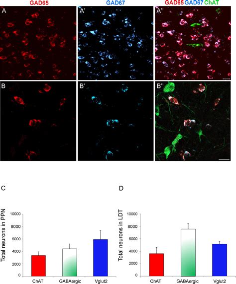 Frontiers Stereological Estimates Of Glutamatergic Gabaergic And