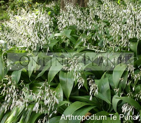 Arthropodium Te Puna For Sale Online Plants Melbourne