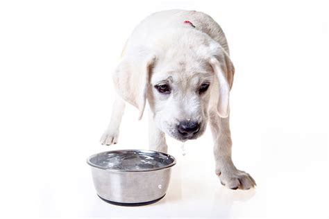 2,400+ Dog Drinking Water Stock Photos, Pictures & Royalty-Free Images - iStock