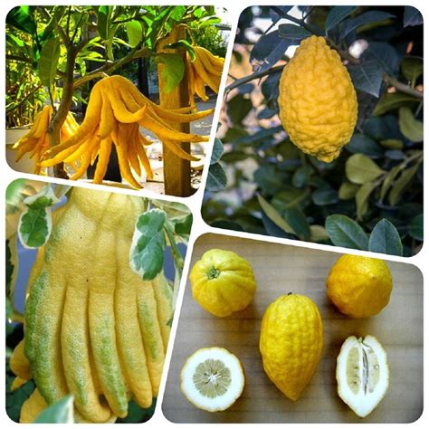 10 Unique and Rare Fruits in India