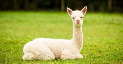 Llamas Vs Alpacas The 5 Main Differences Explained Wiki Point