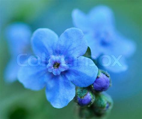 Small blue flowers , close up | Stock image | Colourbox