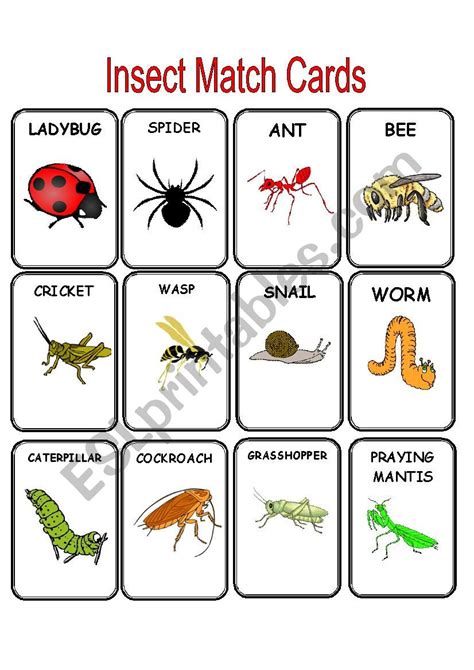 Insect Matching Game Printable