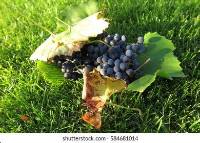 55 Vitis labrusca x vinifera Images, Stock Photos & Vectors | Shutterstock