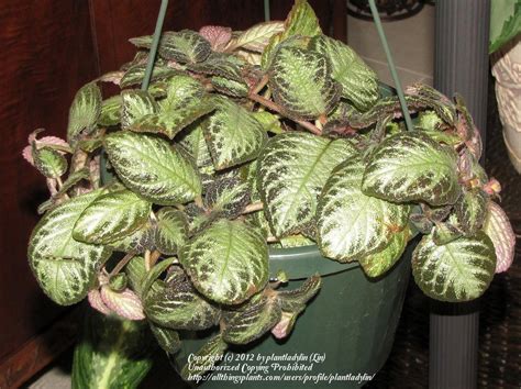 Photo Of The Entire Plant Of Flame Violet Episcia Cupreata Posted By