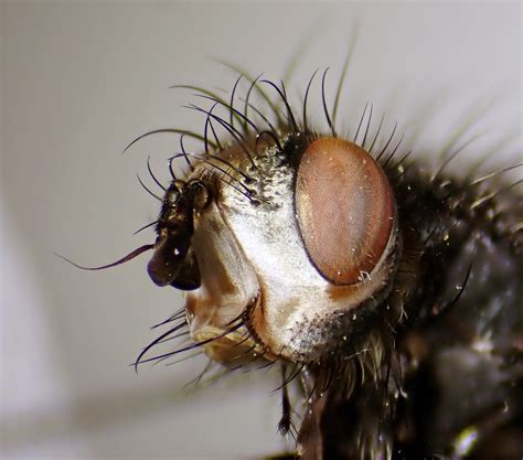 Panzeria Intermedia Female Head Kenfig Dunes Glamorgan Flickr