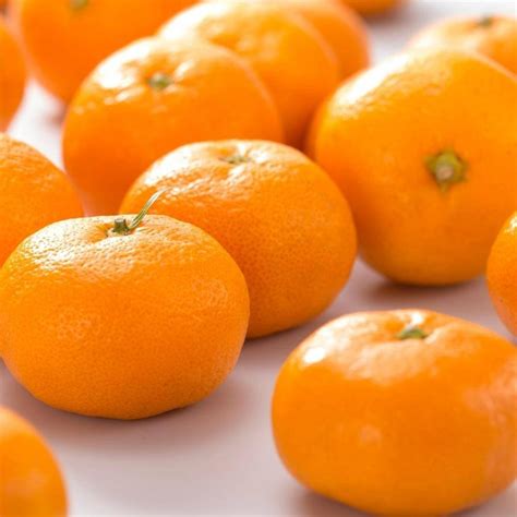 【出荷開始情報】有田みかん🍊の出荷が開始されました ｜株式会社みかんの会 新着情報 みかんの通販は美味しい株式会社みかんの会