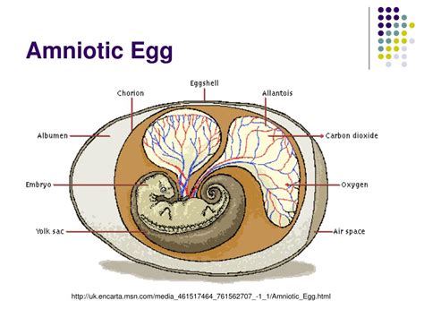 Amniotic Egg Structure