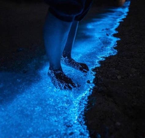 Bioluminesc Ncia Onde Encontrar Praias Paradis Acas Que Brilham No