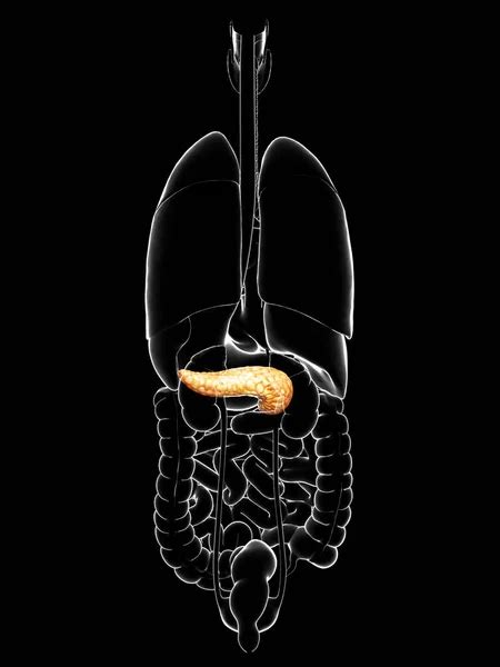 Pancreas X Ray Stock Photos Royalty Free Pancreas X Ray Images