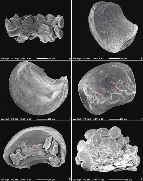 Meconium Of Halyomorpha Halys Egg Parasitoid At Sem Anastatus