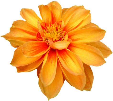 Dahlia Flower Png Orange Transparent Image Png Images Transparent