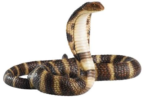 Egyptian cobra – Cleopatra's snake | DinoAnimals.com