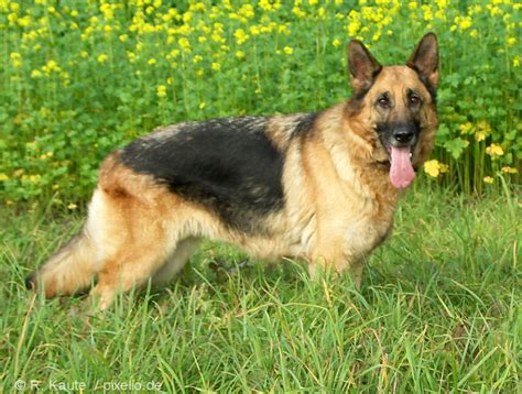 German Shepherd Dog Pictures and Informations - Dog-Breeds.com