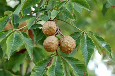 2 Buckeye Tree Seeds for Planting – State Tree of Ohio – Aesculus ...