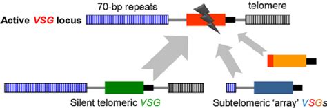 Dna Recombination Is Central To Vsg Switching The Active Subtelomeric