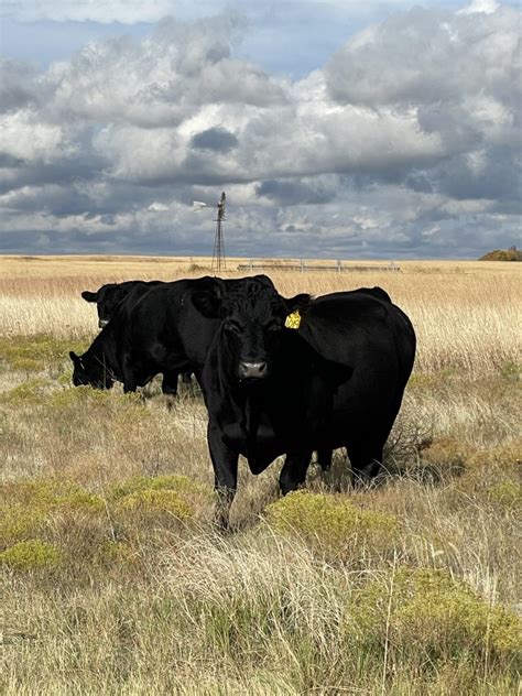 Prepare bulls for the upcoming breeding season - High Plains Journal