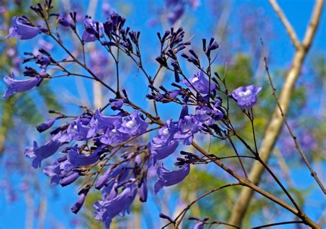 Premium Photo | Blue jacaranda flowers on tree