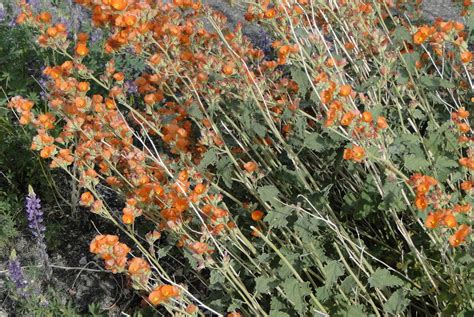 RV Chuckles: Arizona Desert Flowers