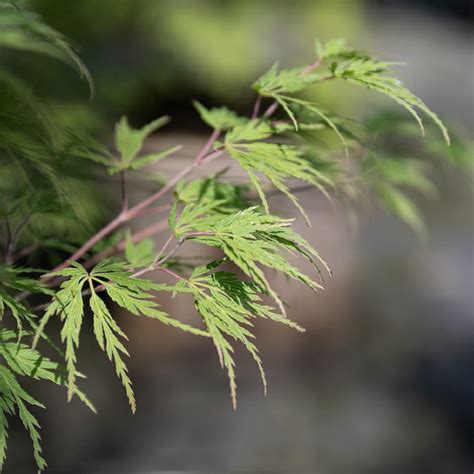 Buy CHUXAY GARDEN Green Lace Leaf Japanese Le Tree Seed 20 Acer