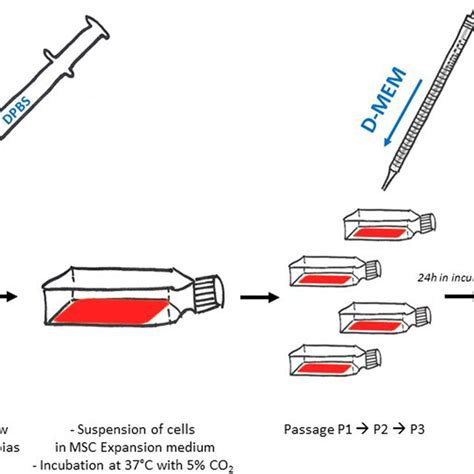 Characterization Of Bone Marrow Derived Mesenchymal Stem Download