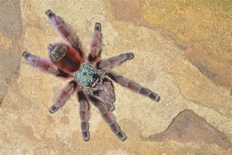 Why the Antilles Pinktoe Tarantula Is Known for Its Gentle Nature - Afjrd