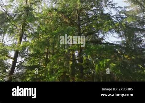 A Close View Of The Dense Vibrant Green Canopy Of Evergreen Trees