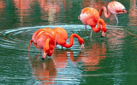 Flamingo Burung Burung Hewan Foto Gratis Di Pixabay Pixabay