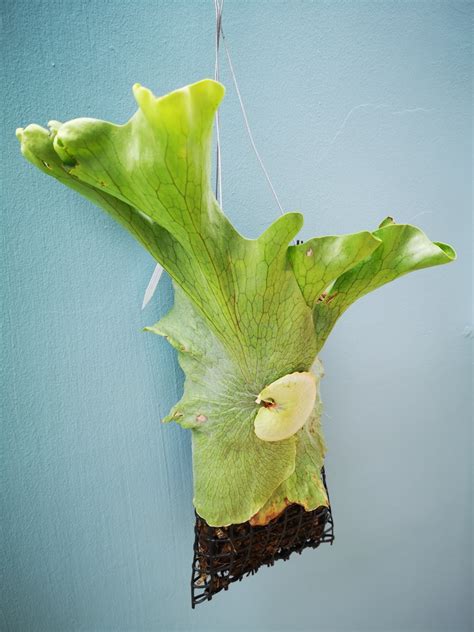 Staghorn Fern Wandae Furniture Home Living Gardening Plants