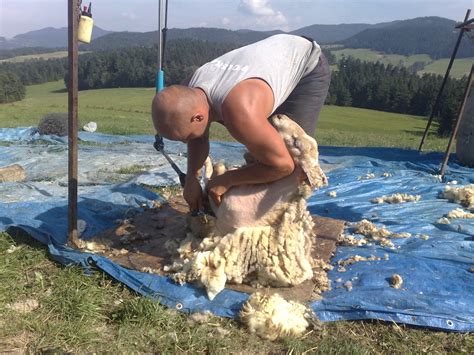 Shearing Sheep Jaroszpol Sheep Shearing Buying And Selling Sheep