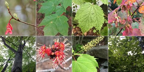 Red Maple Vs Mountain Maple Identification Bplant Org