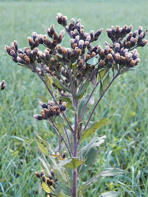 Plant of the Week: Western Ironweed - Grimm's Gardens