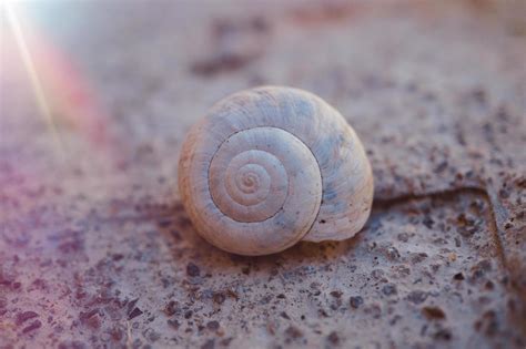 little white snail in the nature 2433781 Stock Photo at Vecteezy