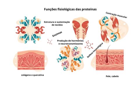 Função Da Proteina No Organismo - Importância da proteína para a saúde: como o corpo digere