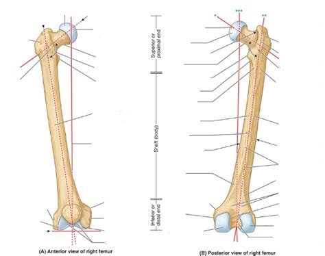 Diagram Of Femur Quizlet